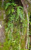 Image de Asplenium sulcatum Lam.