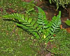 Image de Asplenium sulcatum Lam.