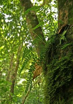 Image de Asplenium sulcatum Lam.