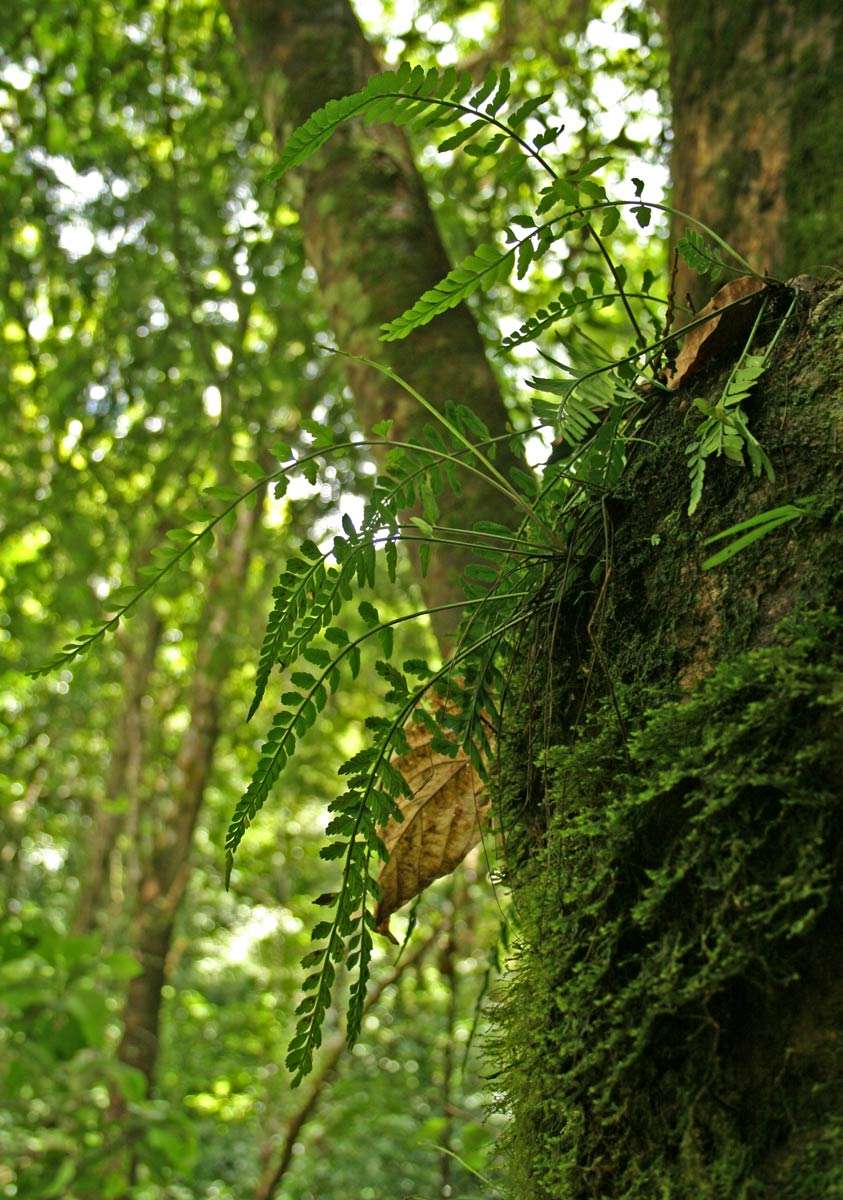 Image de Asplenium sulcatum Lam.