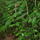 Image de Asplenium blastophorum Hieron.