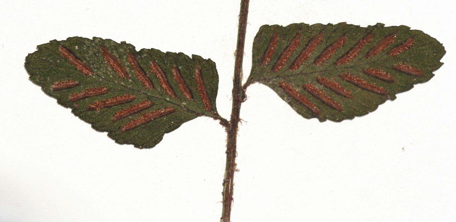 Imagem de Asplenium christii Hieron.