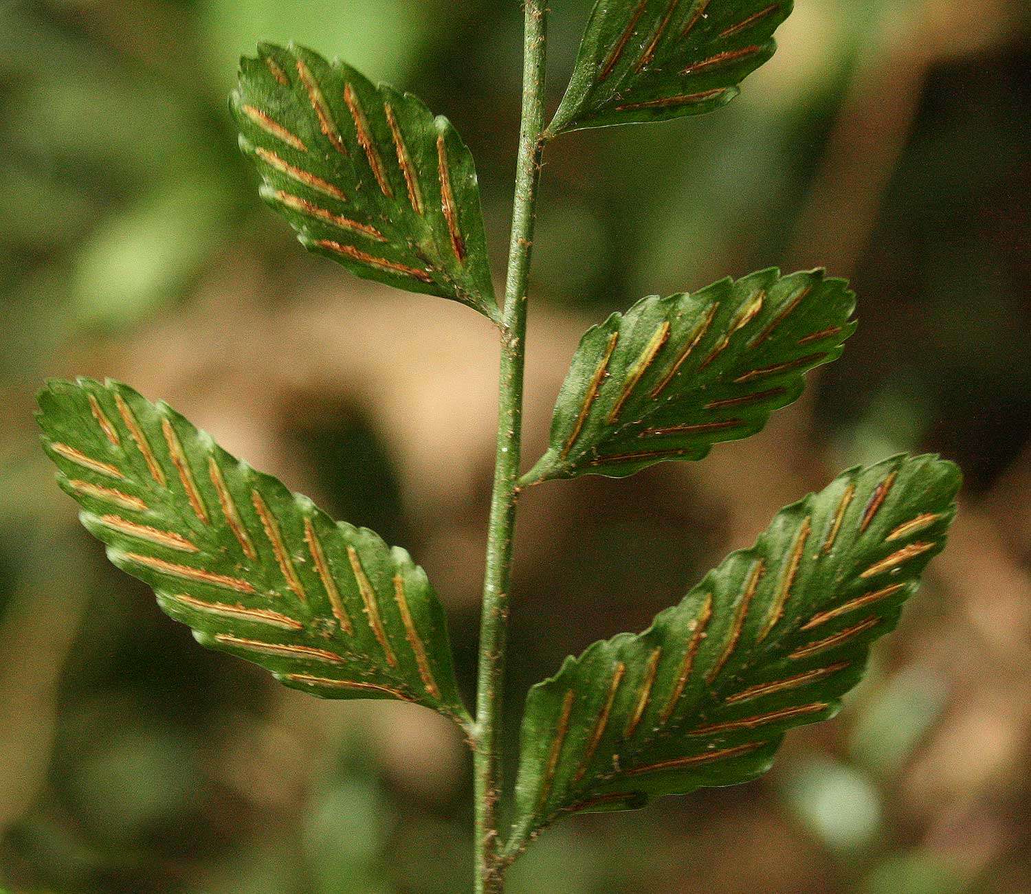 Imagem de Asplenium christii Hieron.