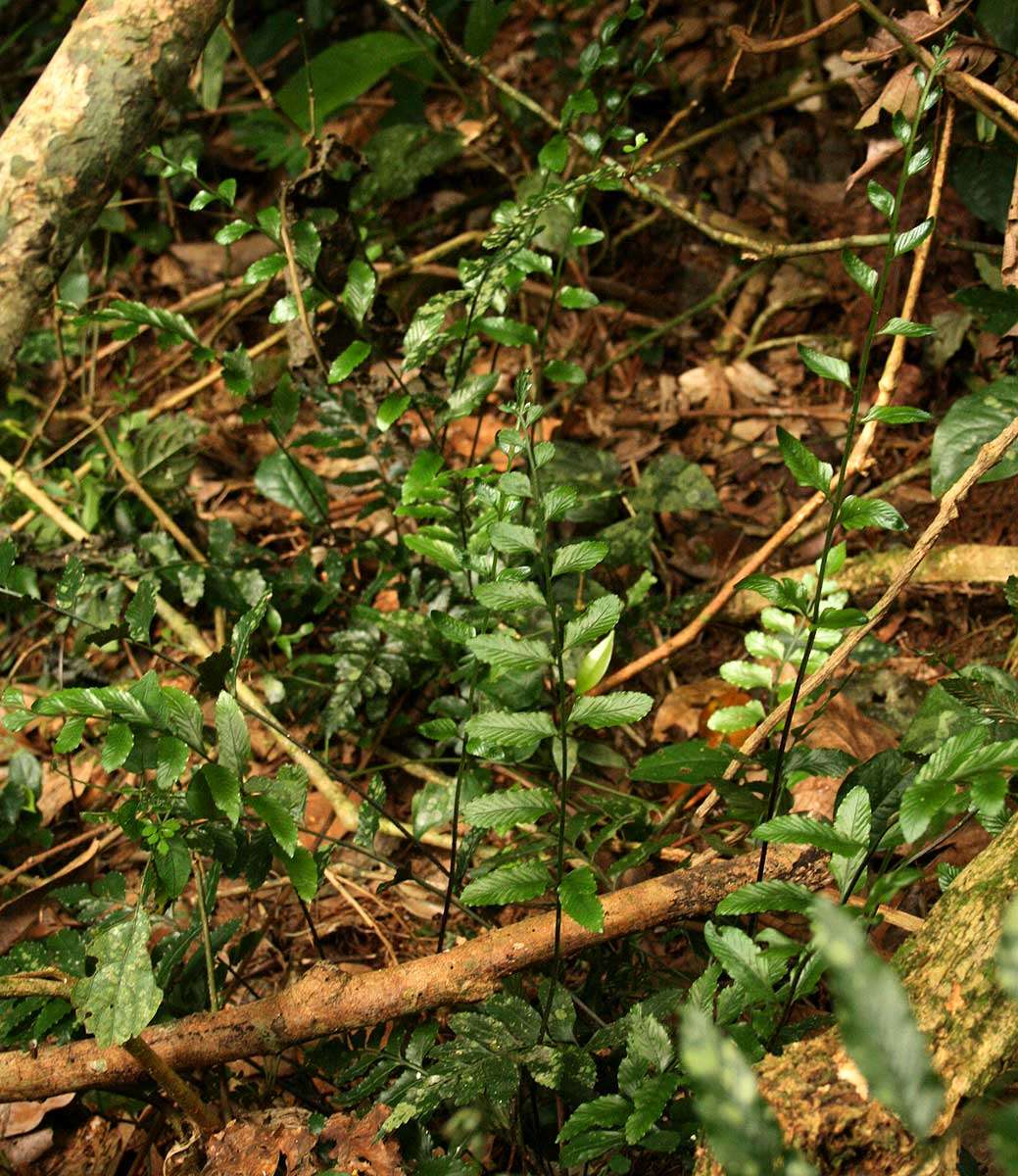 Imagem de Asplenium christii Hieron.