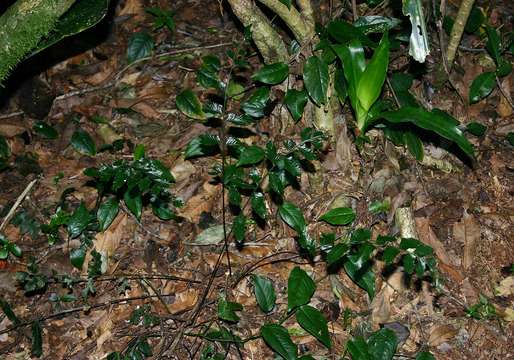 Imagem de Asplenium christii Hieron.