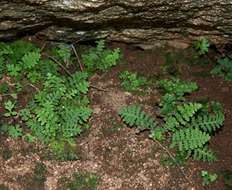 Image of Asplenium cordatum (Thunb.) Sw.