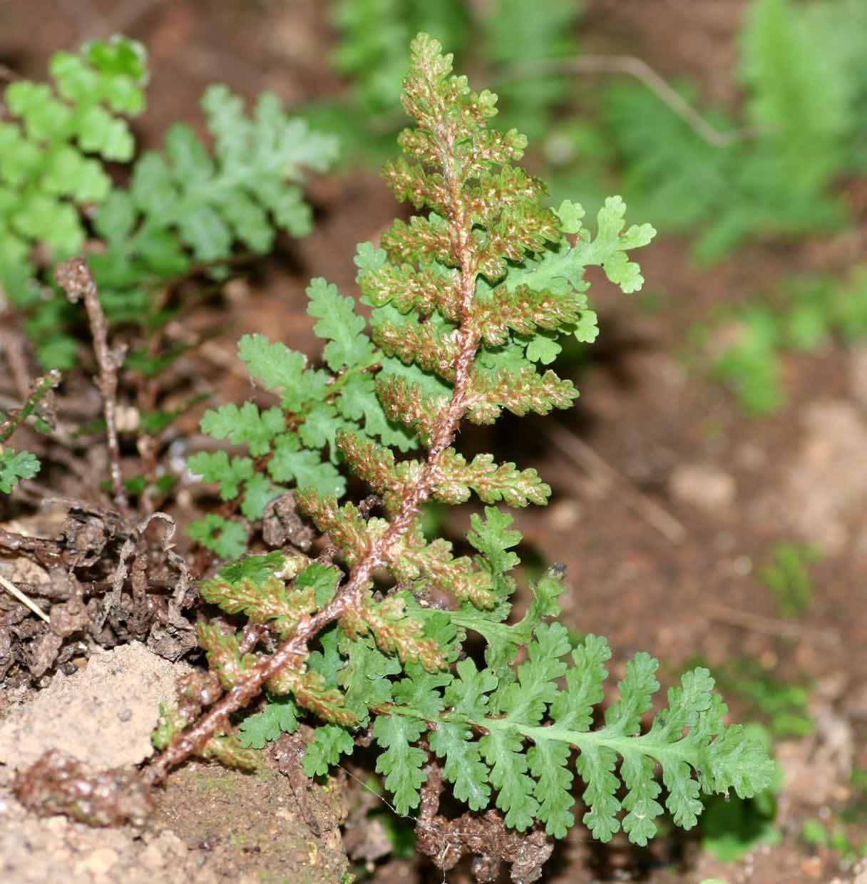 Image of Asplenium cordatum (Thunb.) Sw.