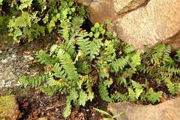 Image of Asplenium cordatum (Thunb.) Sw.