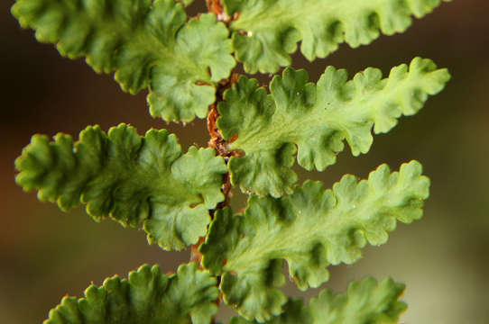 Image of Asplenium cordatum (Thunb.) Sw.