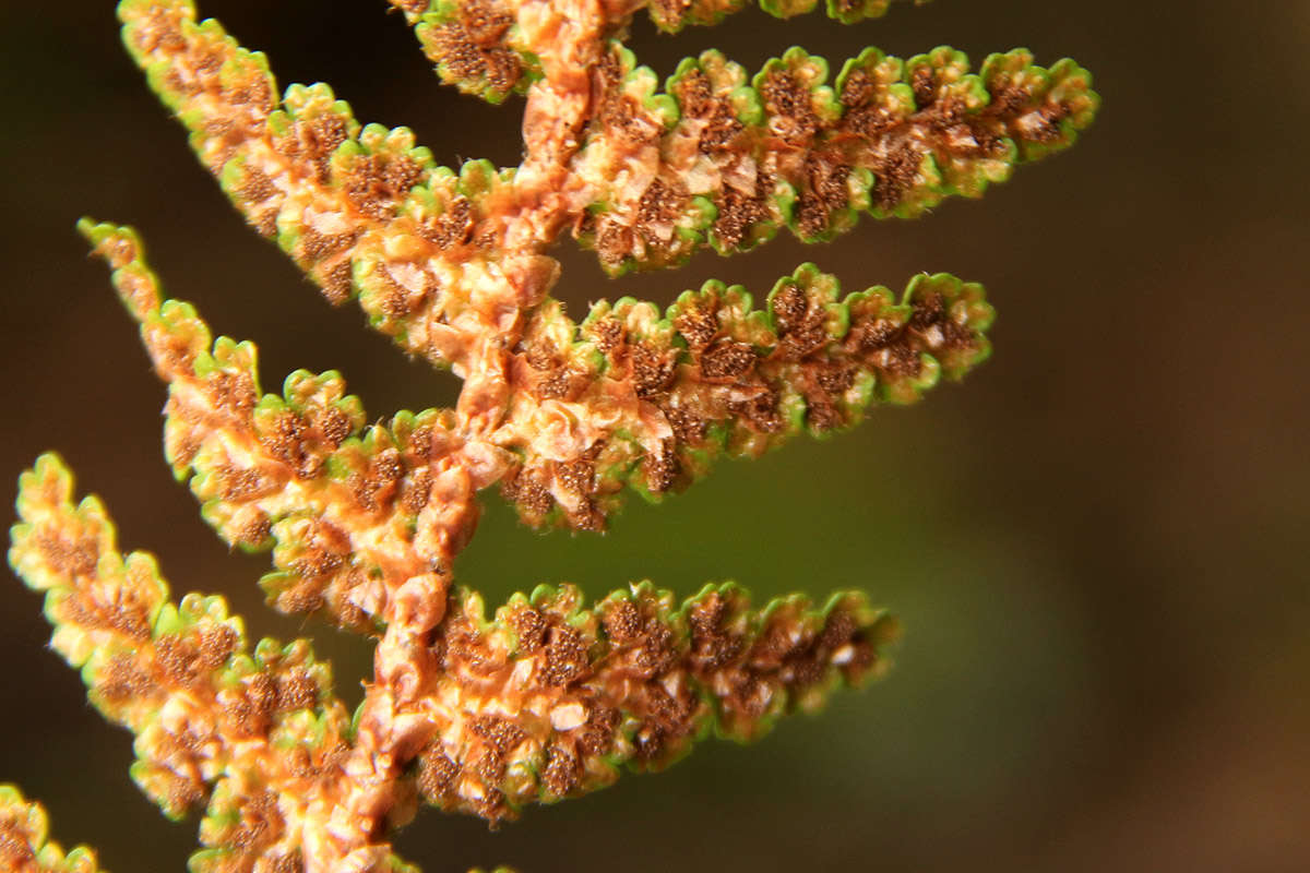 Image of Asplenium cordatum (Thunb.) Sw.