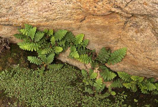 Image of Asplenium cordatum (Thunb.) Sw.