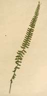 Sivun Asplenium erectum Bory ex Willd. kuva