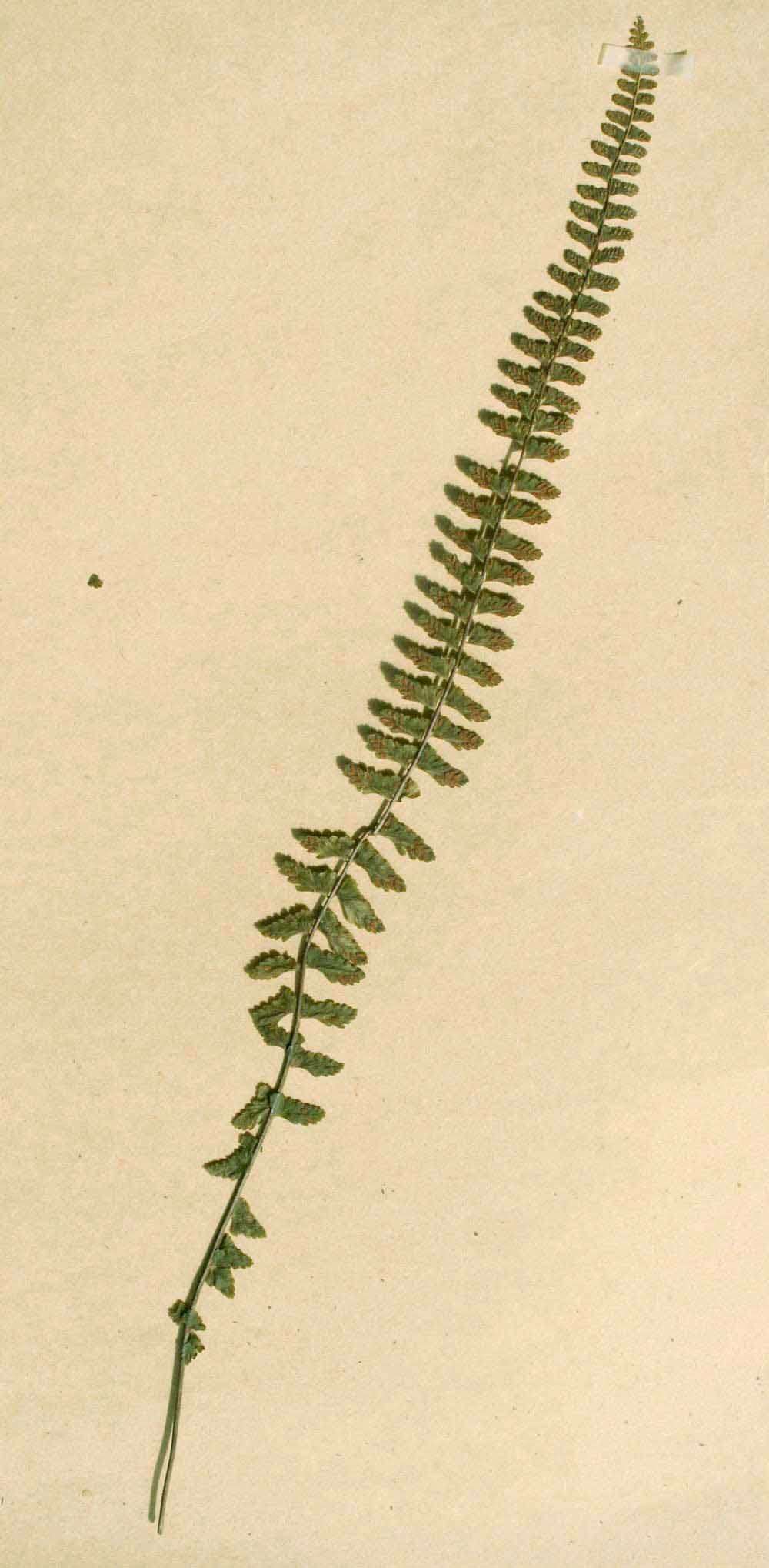 Image of Asplenium erectum Bory ex Willd.