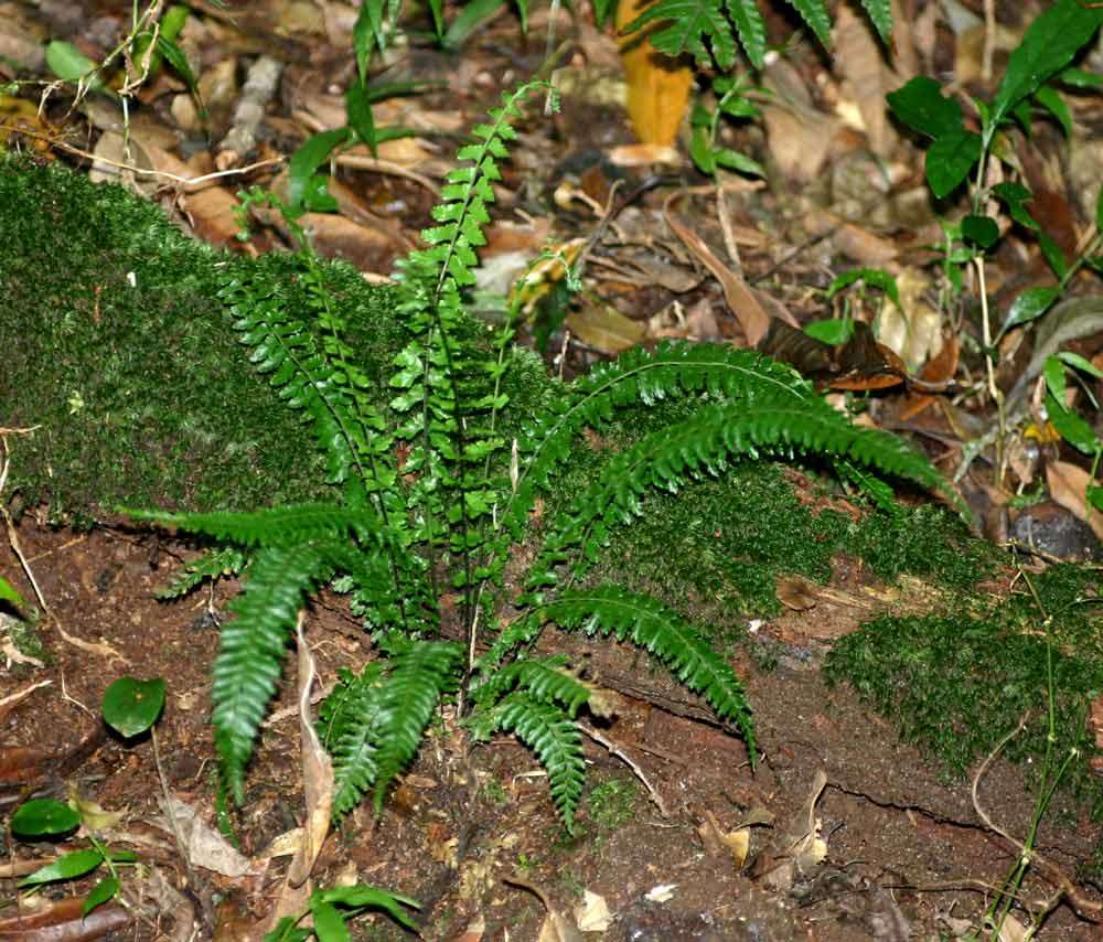 Sivun Asplenium erectum Bory ex Willd. kuva