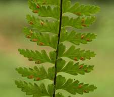 Sivun Asplenium erectum Bory ex Willd. kuva