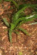 Sivun Asplenium erectum Bory ex Willd. kuva