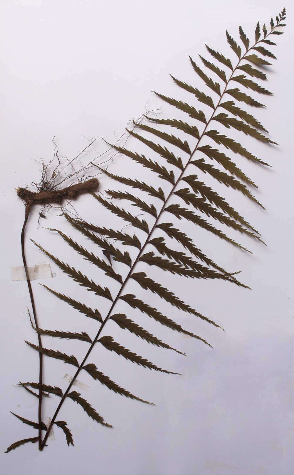 Image of Asplenium gueinzianum Mett. ex Kuhn