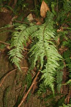 Image of Asplenium gueinzianum Mett. ex Kuhn