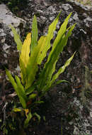 Image of Asplenium holstii Hieron.