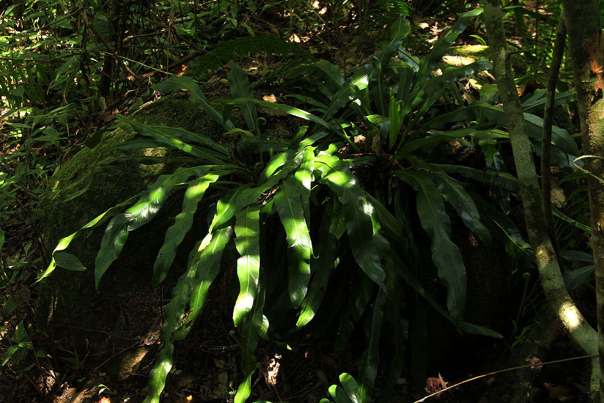 Image of Asplenium holstii Hieron.