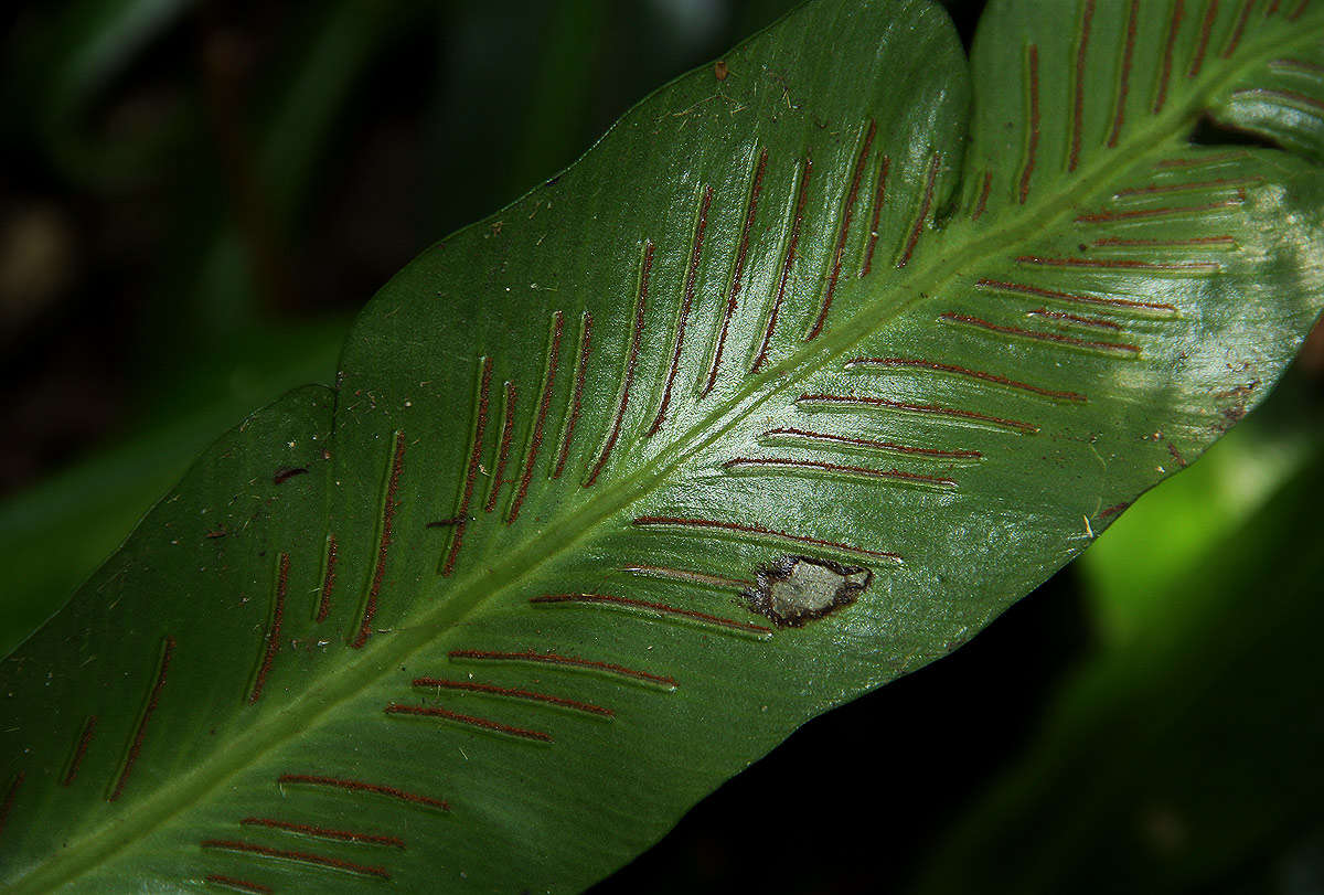 Image of Asplenium holstii Hieron.