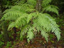 Image of Asplenium hypomelas Kuhn