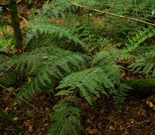 Image of Asplenium hypomelas Kuhn