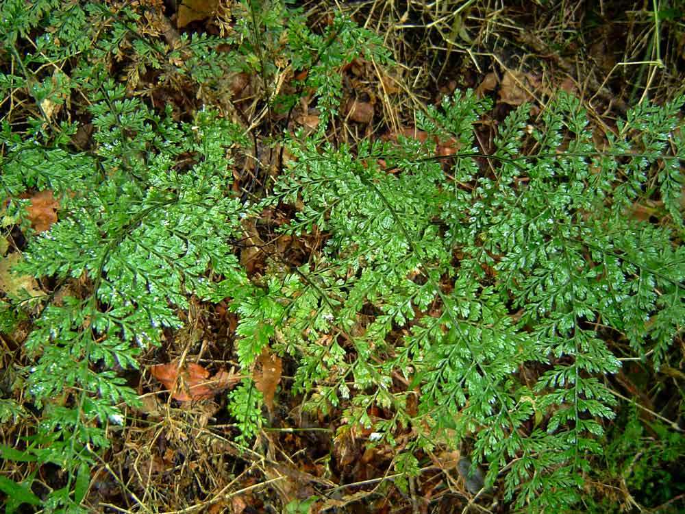 Image of Asplenium lobatum Pappe & Raws.