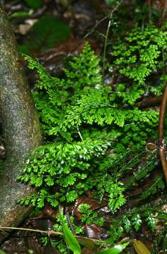 Image of Lobed Spleenwort
