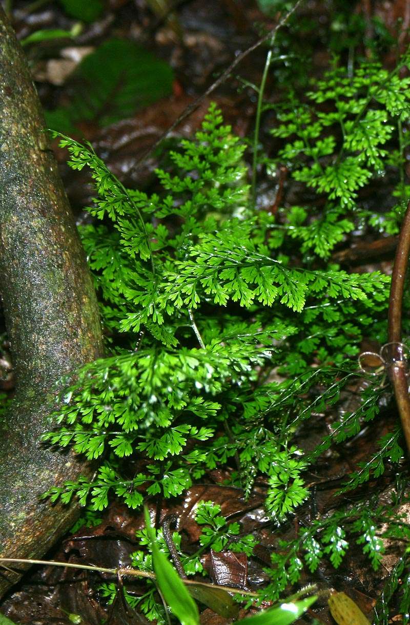 Image of Asplenium lobatum Pappe & Raws.