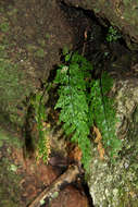 Image of Asplenium lobatum Pappe & Raws.