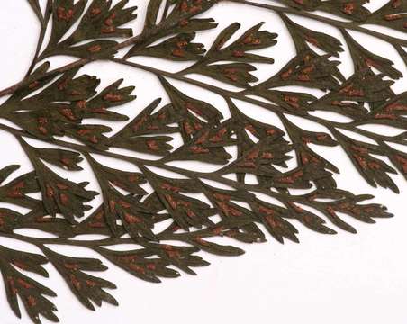 Image of Lobed Spleenwort