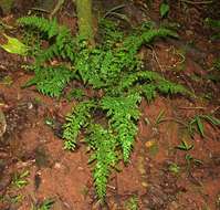 Image of Asplenium lobatum Pappe & Raws.