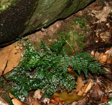 Image of Lobed Spleenwort