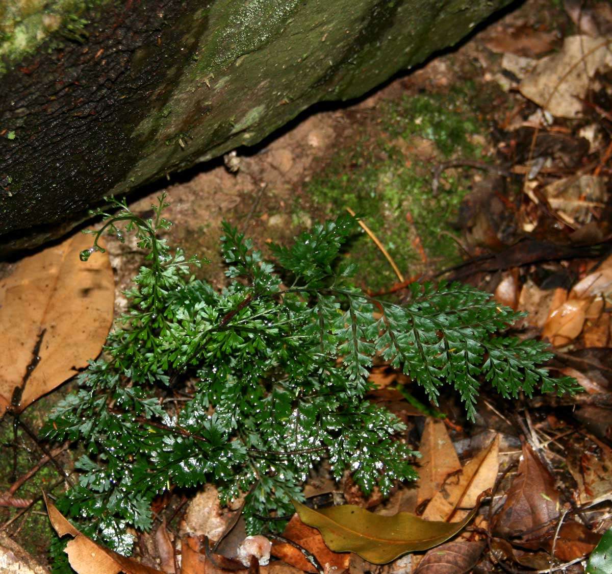 Image of Asplenium lobatum Pappe & Raws.