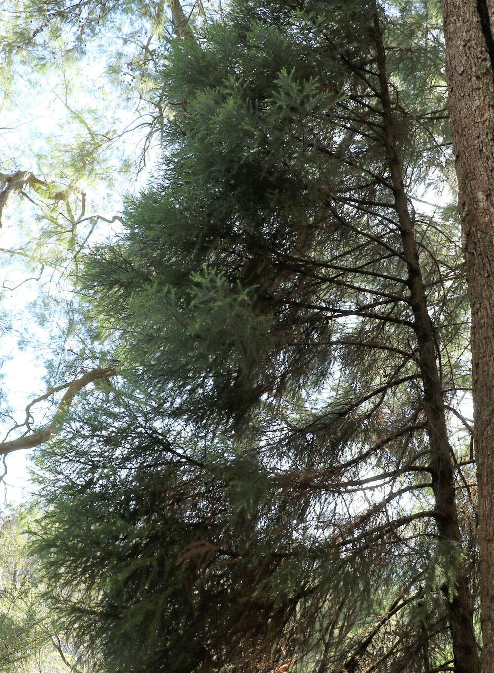 Image of Brush Cypress Pine