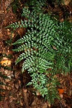 Image of Asplenium lobatum Pappe & Raws.