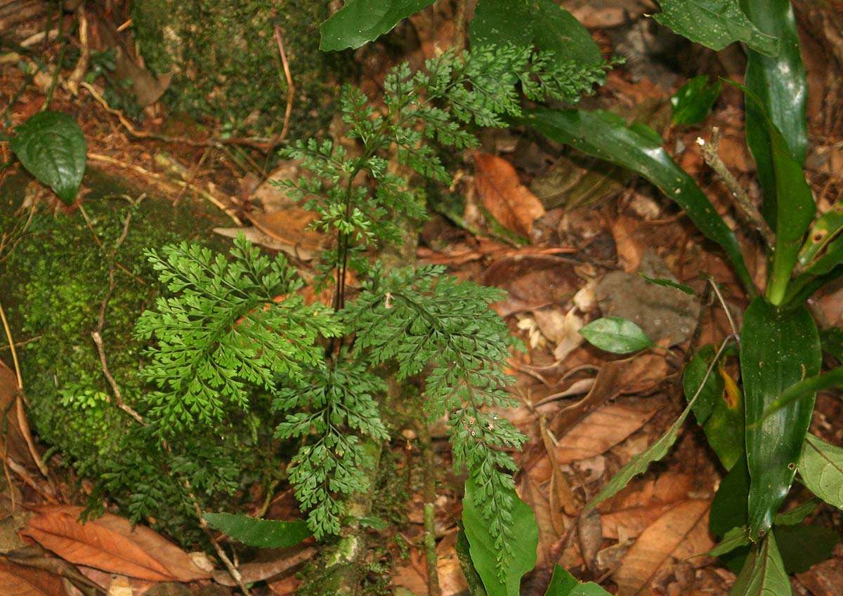 Plancia ëd Asplenium lobatum Pappe & Raws.