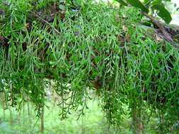 Image of Asplenium mannii Hook.