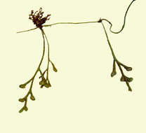 Image of Asplenium mannii Hook.