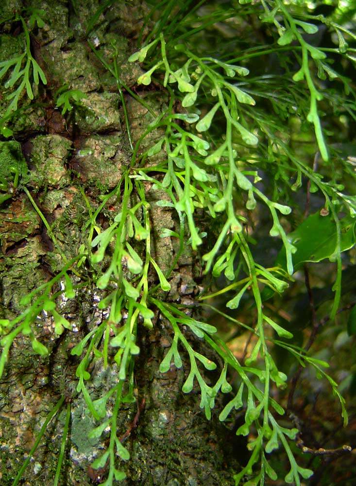 Image of Asplenium mannii Hook.