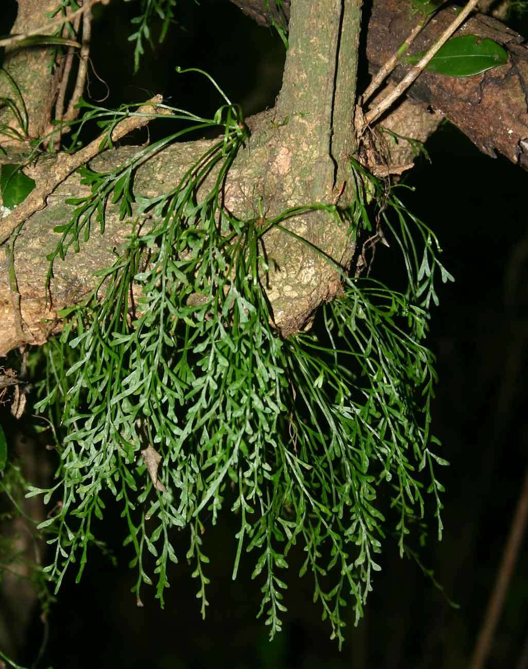 Image of Asplenium mannii Hook.