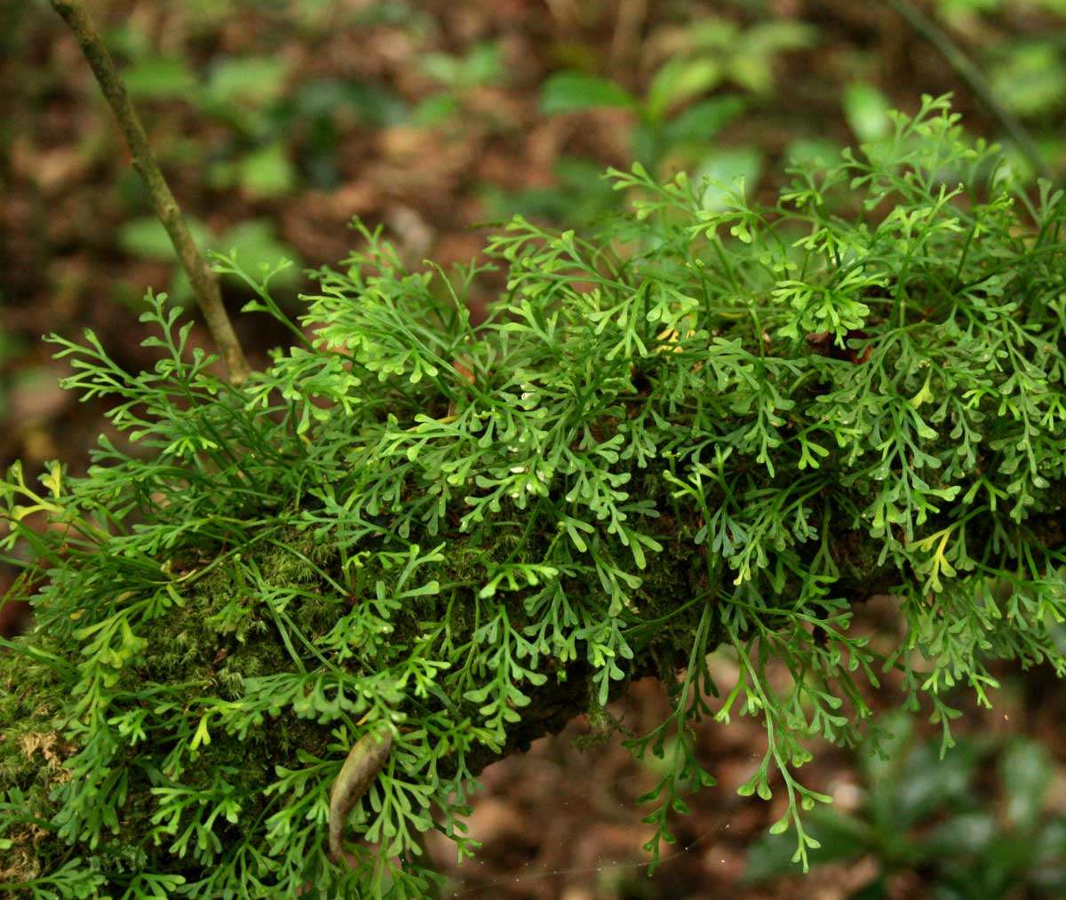 Image of Asplenium mannii Hook.