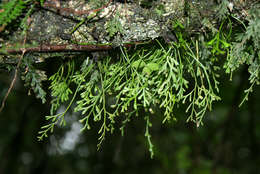 Image of Asplenium mannii Hook.