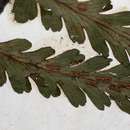 Image of Asplenium pellucidum subsp. pseudohorridum (Hieron.) Schelpe
