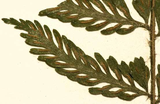 Image of Asplenium preussii Hieron.