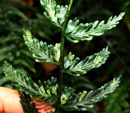 Image of Asplenium preussii Hieron.