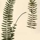 Image of Asplenium protensum Schrad.