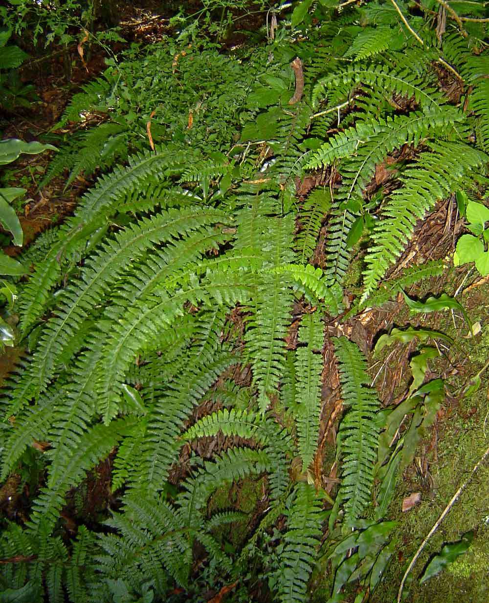 Image of Asplenium protensum Schrad.