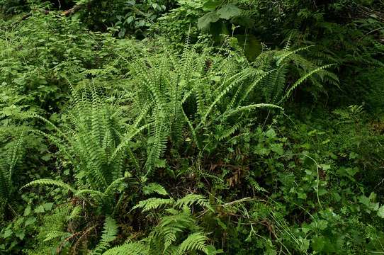 Imagem de Asplenium protensum Schrad.